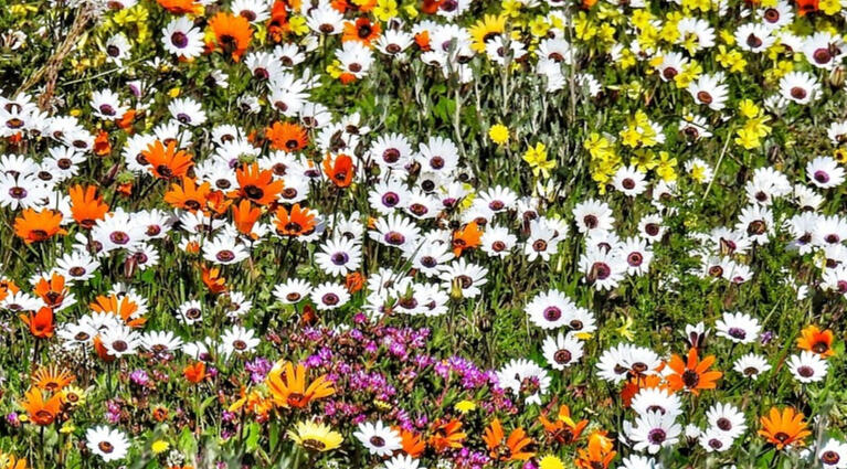 Wildflower Collection